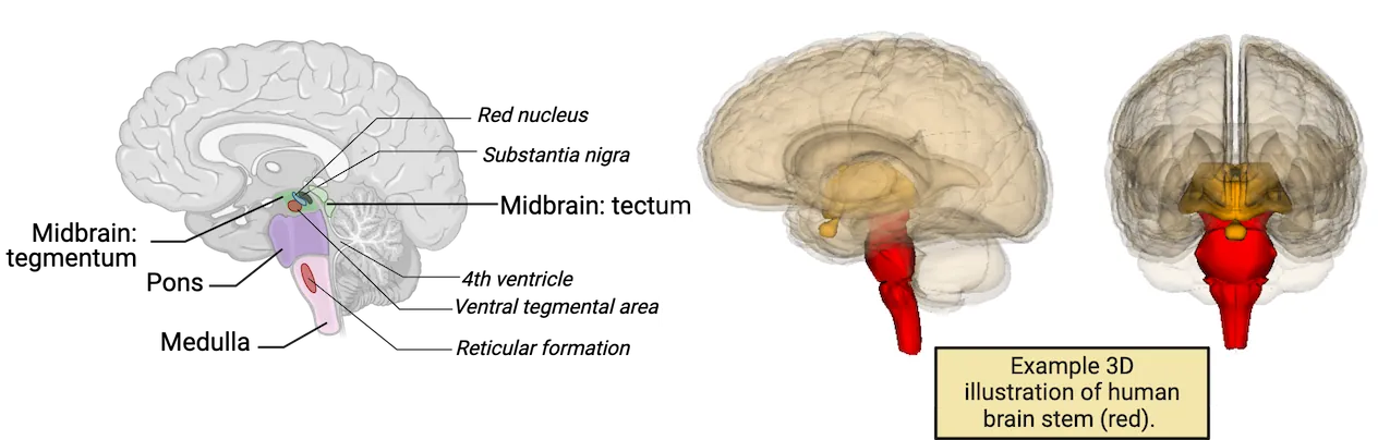 Top diagram of midsagittal view of human brain with brainstem highlighted. From rostral to caudal, areas highlighted: Midbrain (tegmentum ventral, tectum dorsal), within midbrain red nucleus, ventral tegmental area and substantia nigra, pons, medulla with reticular formation. Bottom diagram shows 3D human brain illustration with the brainstem highlighted under the cortex