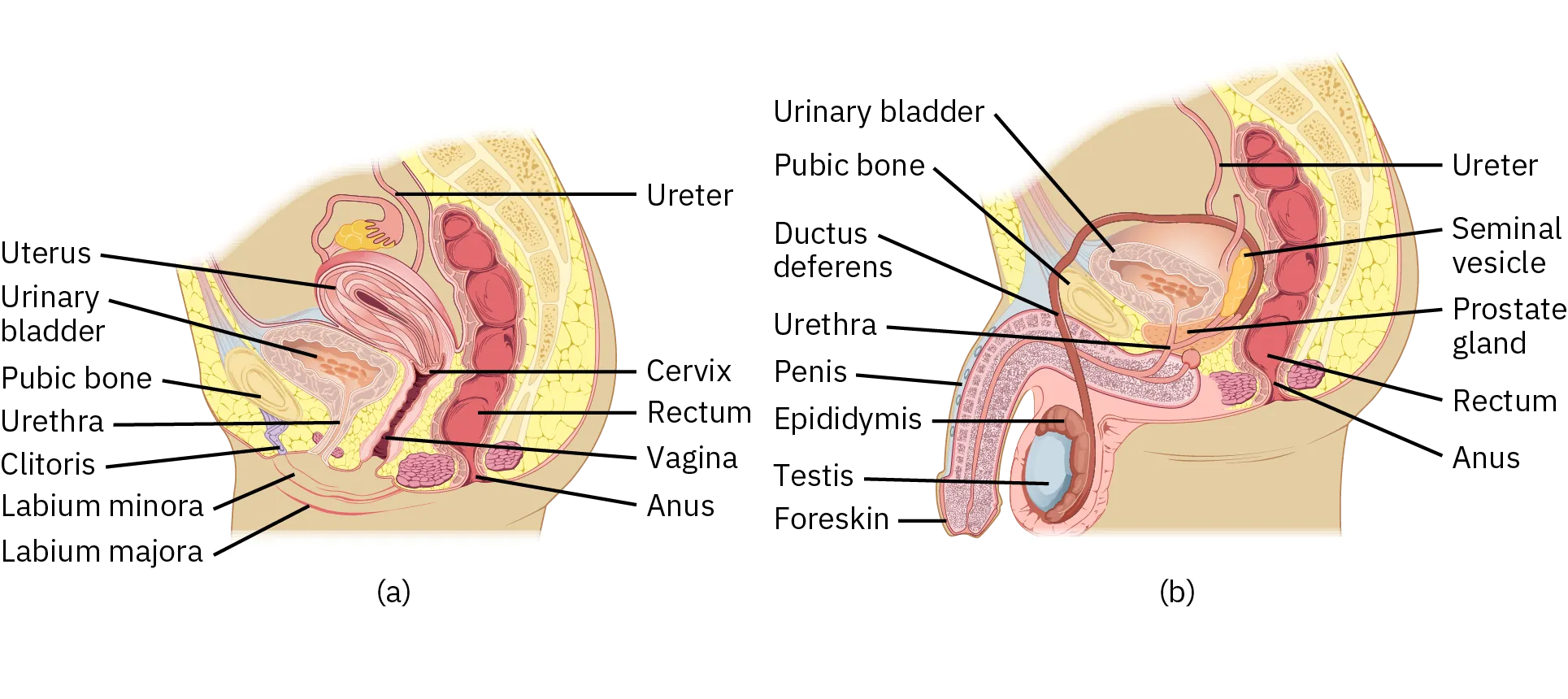 A diagram shows both the male and female urinary systems. In both diagrams, urine travels from the urinary bladder through the urethra in order to exit the body. The female urinary tract is surrounded by the parts of the female reproductive system: uterus, clitoris, labium minora, labium majora, vagina, and cervix. The male urinary tract is surrounded by the parts of the male reproductive system: ductus deferens, penis, epididymis, testis, foreskin, prostate gland, and seminal vesicle.
