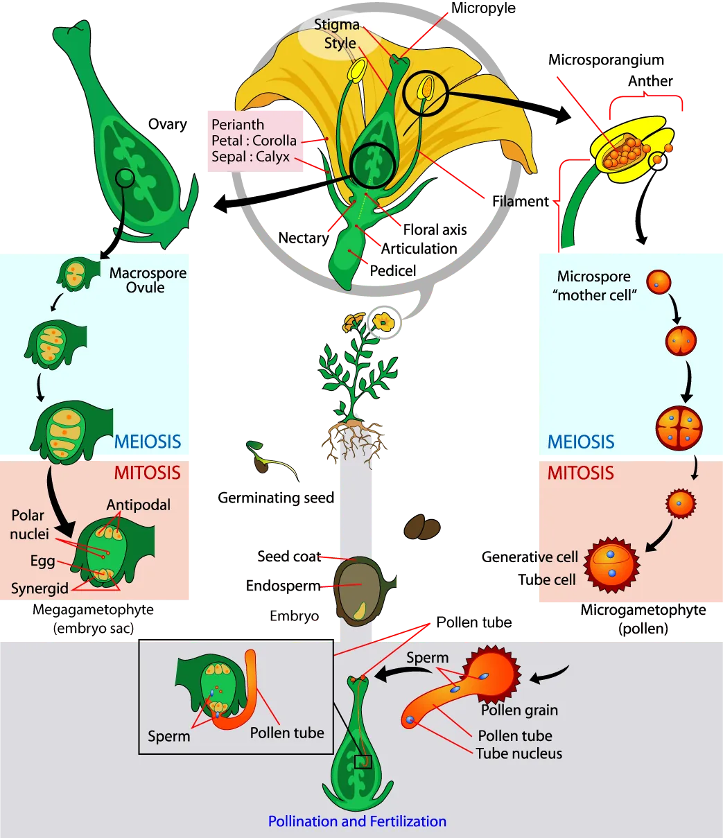  The parts of the flower are shown. The base of the perianth, which includes petals and sepals, is called the flora axis. A narrowing called the articulation separates the floral axis from the lower pedicel, which attached the flower to a stem. Microsporangia are in the anthers. Microspores, or mother cells form inside the microsporangia. The microspore undergoes meiosis, producing four cells, each of which becomes a grain of pollen with a hard coating. The pollen grain undergoes mitosis, producing a generative cell and a tube cell. Macrospores form inside vase-like carpel, in the ovules, which are in the ovaries. The macrospores undergo meiosis, producing four cells. The cells then undergo mitosis, producing three antipodals, two polar nuclei, and egg and two synergids, each with a nucleus. Together, these cells are called the megagametophyte, or embryo sac. Pollination occurs when a pollen grain lands on the stigma, the flat structure at the top of the carpel.  The tube nucleus grows into the long style, to the ovary. There, the generative cell of the sperm fertilizes the egg.
