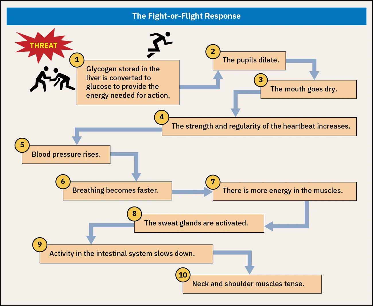 Chart describing fight or flight response and how it translates to physical effects on the body.