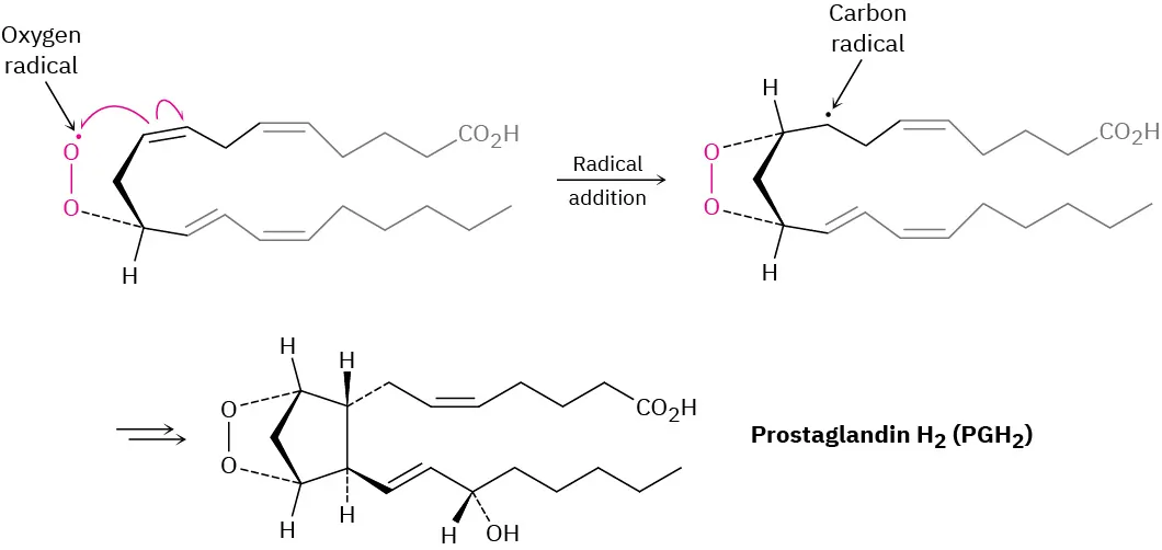 A radical addition reaction shows the formation of prostaglandin H 2 (P G H 2).