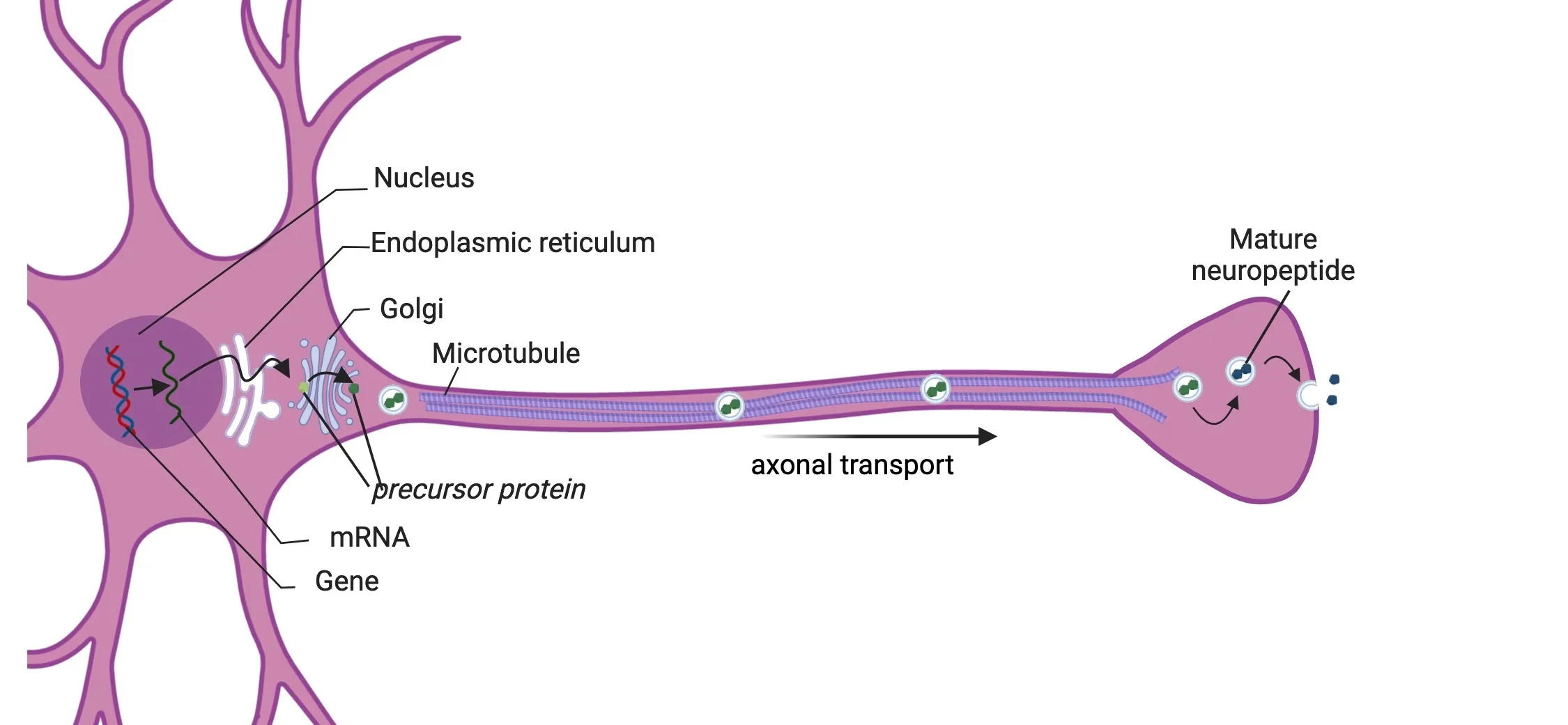 Diagram of a human brain with networks of serotonin projections throughout the cortex, cerebellum and down the spinal cord shown. Cell bodies are concentrated in the brainstem (raphe nuclei).