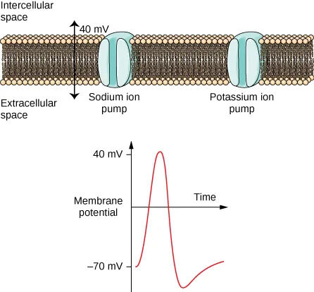 The figure shows dozens of dark brown tubes with tan circles on top. An arrow indicates that between the intercellular space and extracellular space is 40 mV. A quarter into the brown/tan tubs is a blue circle that shows Sodium ion a quarter away from the first blue circle is a second one that is labeled Potassium ion pump. The second part of the figure shows a line graph where the vertical line is labeled membrane potential with marks from -70 mV to 40 mV. The line going horizontal is labeled time. Finally, there is a red curve that goes from -70, peaks around 40mV and comes back down past -70 only to curve up once again to -70.