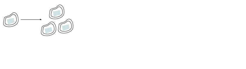 The picture shows 1 bacterium (an irregular polygon with a double outline and light blue inside) for hour 0, then an arrow to the right, then 3 bacteria for hour 1.