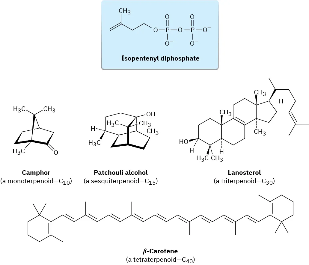 The structure of isopentenyl diphosphate is given in the box. The structure of four terpenoids named Camphor (monoterpenoid), patchouli alcohol (sesquiterpenoid), lanosterol (triterpenoid), and beta-carotene (tetraterpenoid).