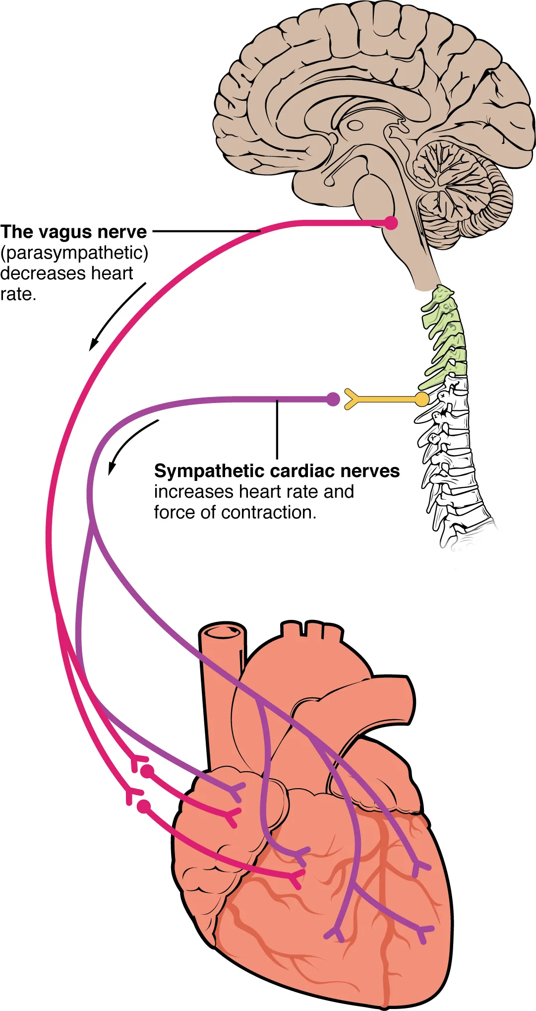 This figure shows the brain and the nerves connecting the brain to the heart.