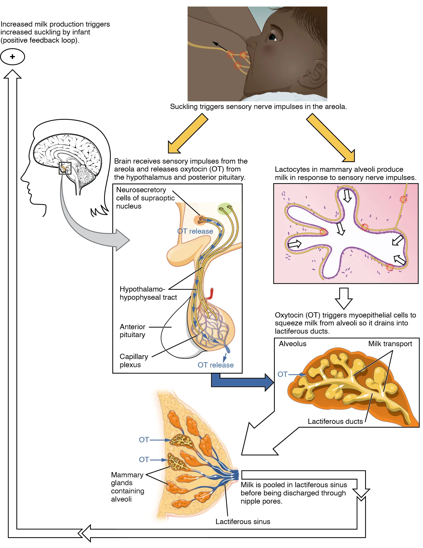 This figure shows the process of let down reflex, the process in which the brain receives sensory impulses to release the hormones necessary for producing and discharging milk to the suckling newborn.