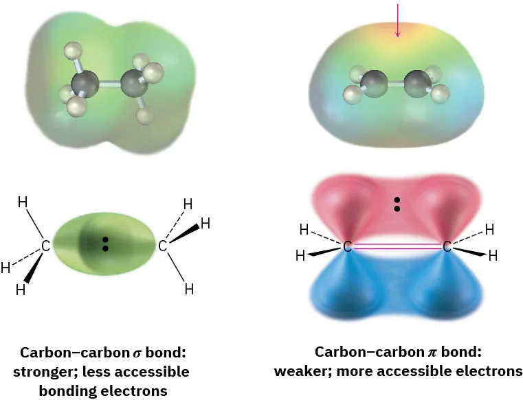 Orbital representations and electrostatic potential maps of carbon-carbon sigma bond (stronger, less accessible bonding electrons) and carbon-carbon pi bond (weaker, more accessible electrons).