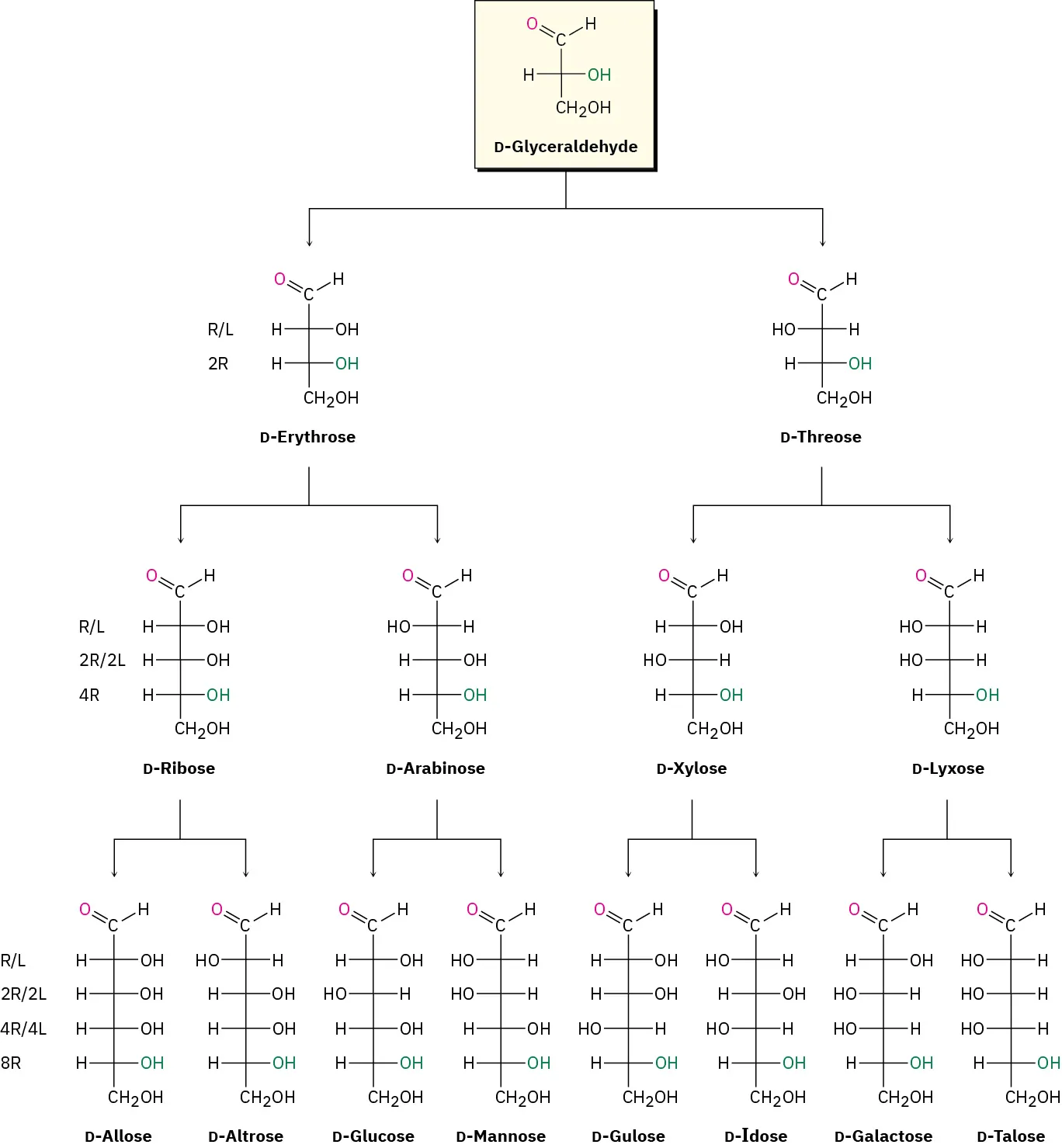Fisher projections of  aldoses, D-glyceraldehyde, D-erythrose, D-threose, D-ribose, D-arabinose, D-erythrose, D-xylose, D-lyxose, D-allose, D-altrose, D-glucose, D-mannose, D-gulose, D-idose, D-galactose, ang D-talose.