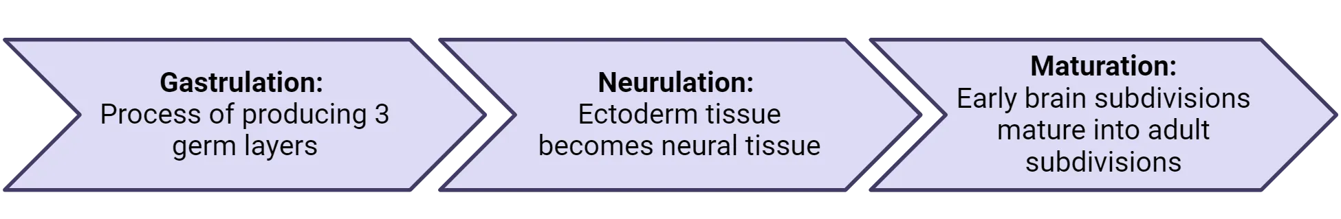 Flowchart with 3 sequential steps. 1) Gastrulation (process of producing 3 germ layers). 2) Neurulation (ectoderm tissue becomes neural tissue). 3) Maturation (early brain subdivisions mature into adult subdivisions)