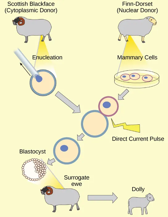 To clone Dolly the sheep, a Scottish Blackface sheep was used as a cytoplasmic donor. Eggs from this sheep were extracted, and the nucleus removed. A Finn-Dorset sheep was used as the nuclear donor. Nuclei were extracted from mammary cells, and direct electric current was used to fuse the nuclear DNA with the donor egg. The egg was then allowed to divide to the blastocyst stage, in which a sphere of cells contains a cluster of cells on one side. The blastocyst was implanted in a surrogate mother, resulting in Dolly the sheep.