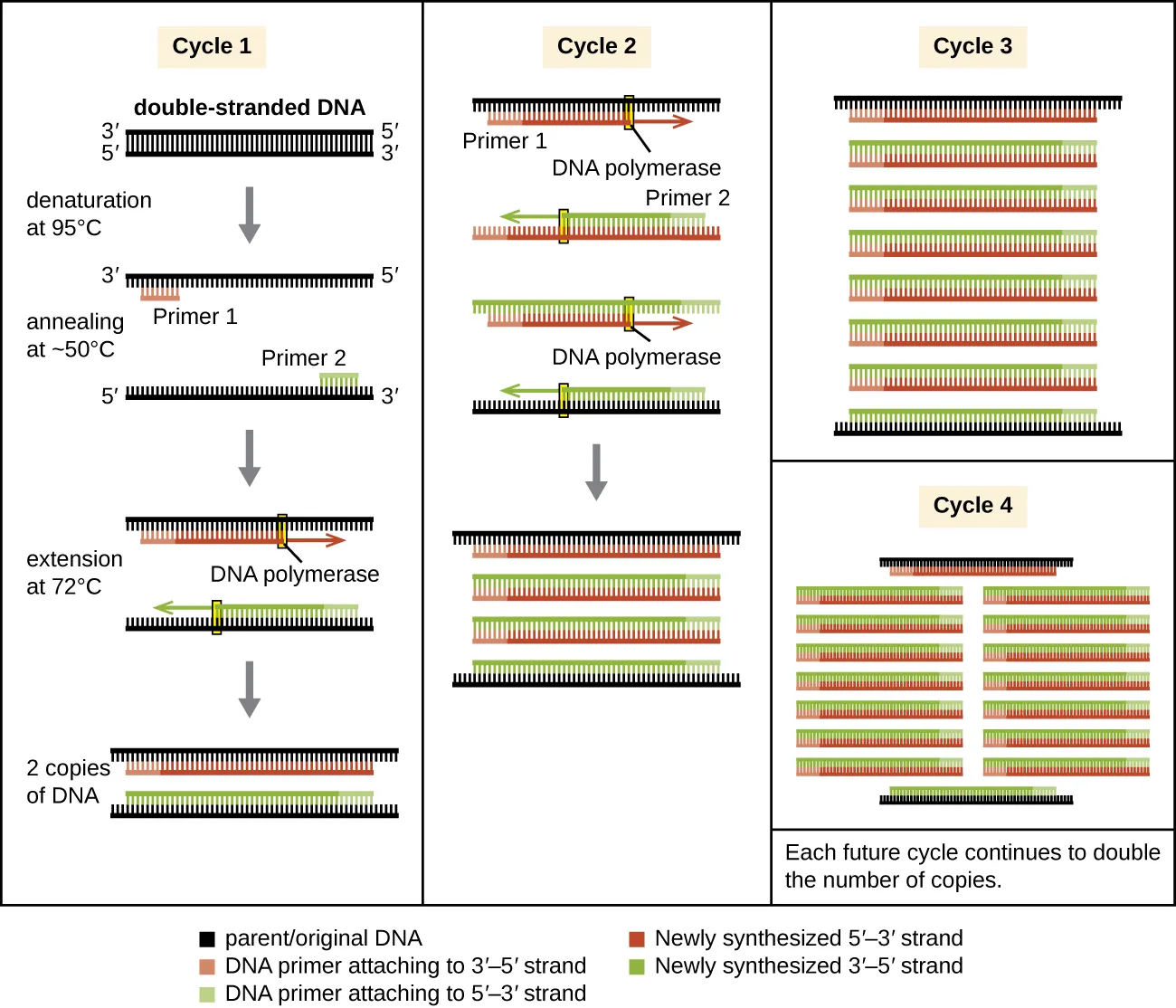 A diagram of PCR. Description below.