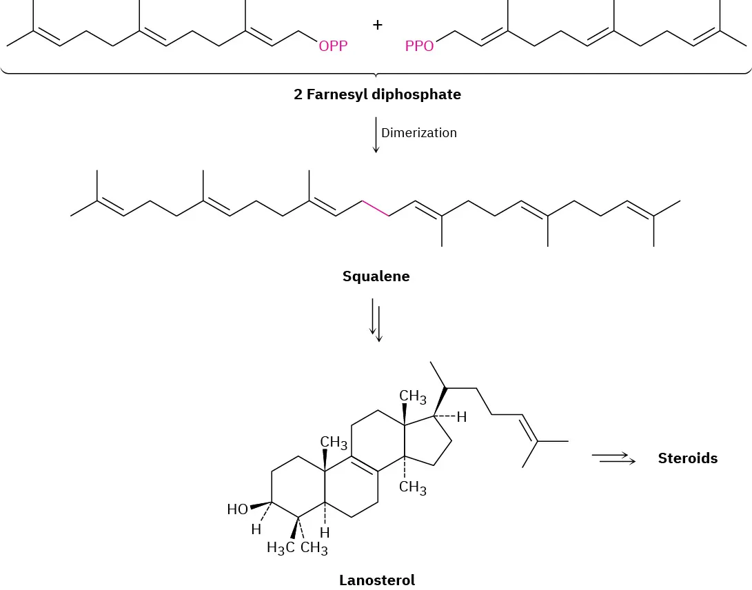 Two farnesyl diphosphate molecules undergo dimerization to form squalene which cyclizes to lanosterol. This leads to the formation of steroids.