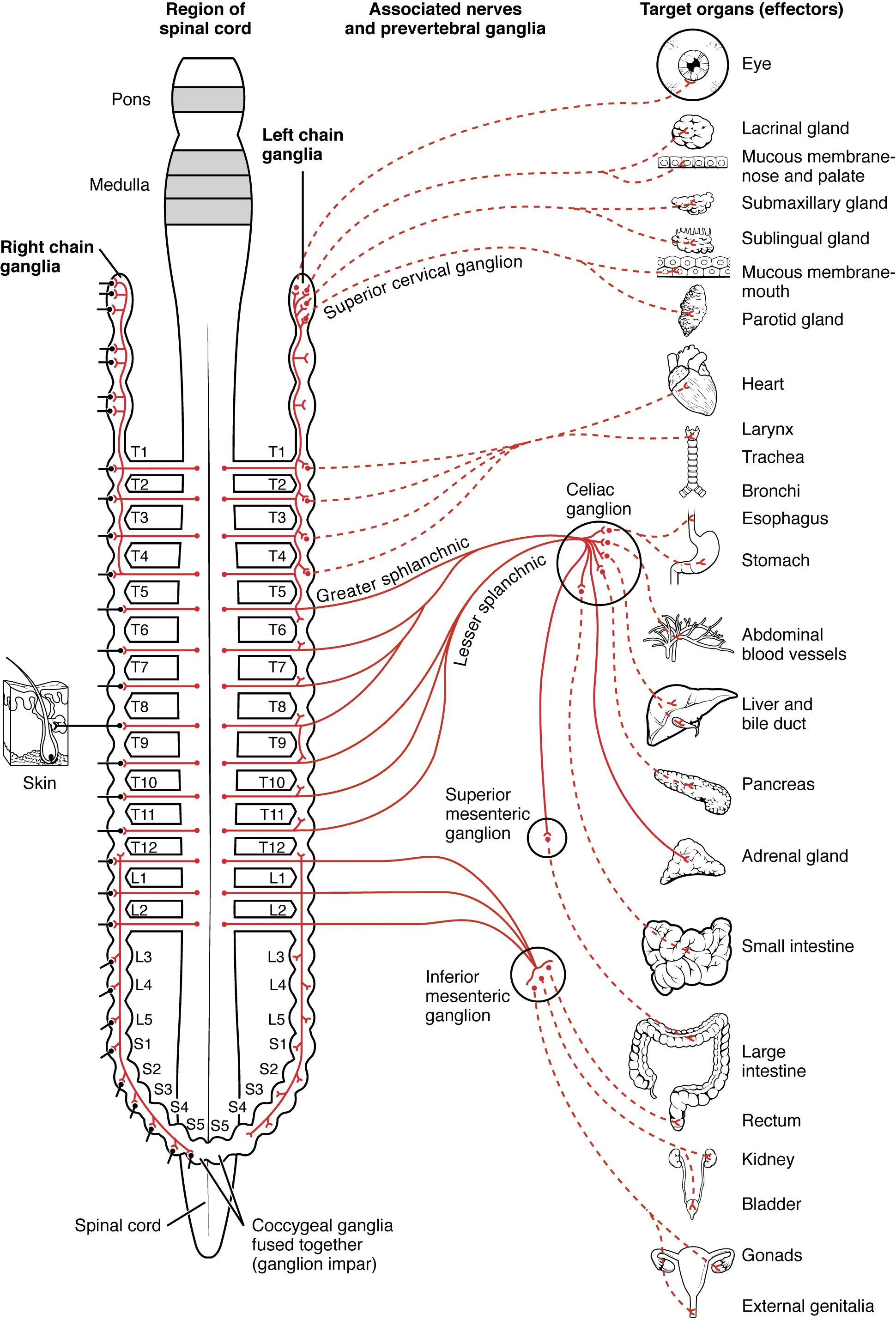 This diagram shows the spinal cord, and the connections from the spinal cord to the different target organs. The target organs are listed on the right.