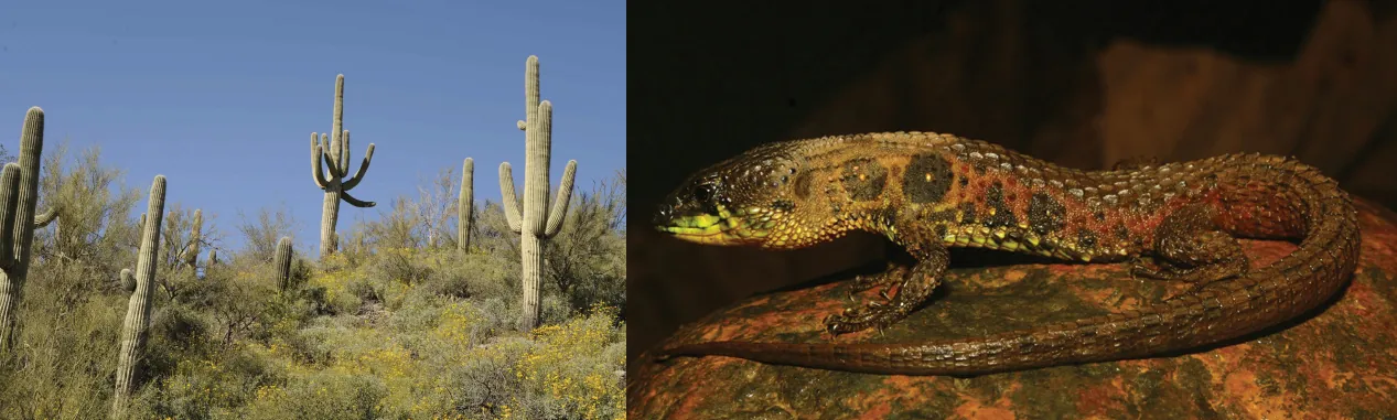The photo on the left shows large, stalk-like saguaro cacti with multiple arms, and the photo on the right shows a lizard on a rock.