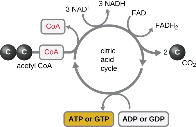The citric acid cycle. Description below.