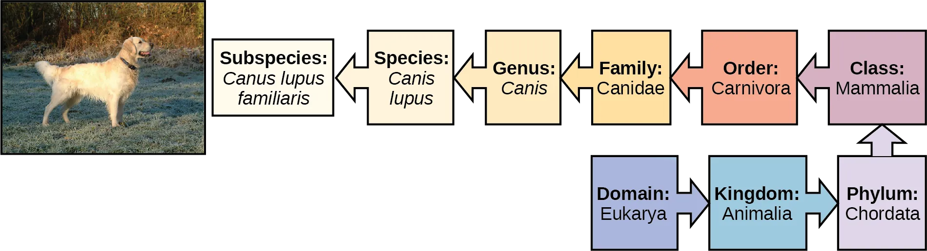 The illustration shows the classification of a dog, which belongs in the domain Eukarya, kingdom Animalia, phylum Chordata, class Mammalia, order Carnivora, family Canidae, genus Canis, species Canis lupus, and the subspecies is Canis lupus familiaris.