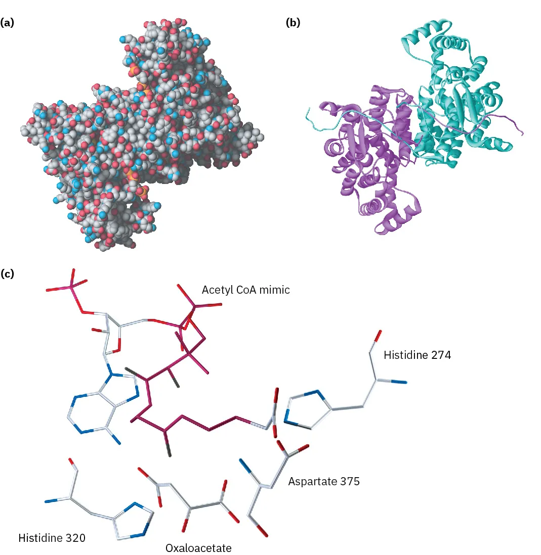 Part (a) is the space-filling model of citrate synthase. Part (b) is the ribbon model. Part (c) is the active site where oxaloacetate and an unreactive coenzyme are bound.