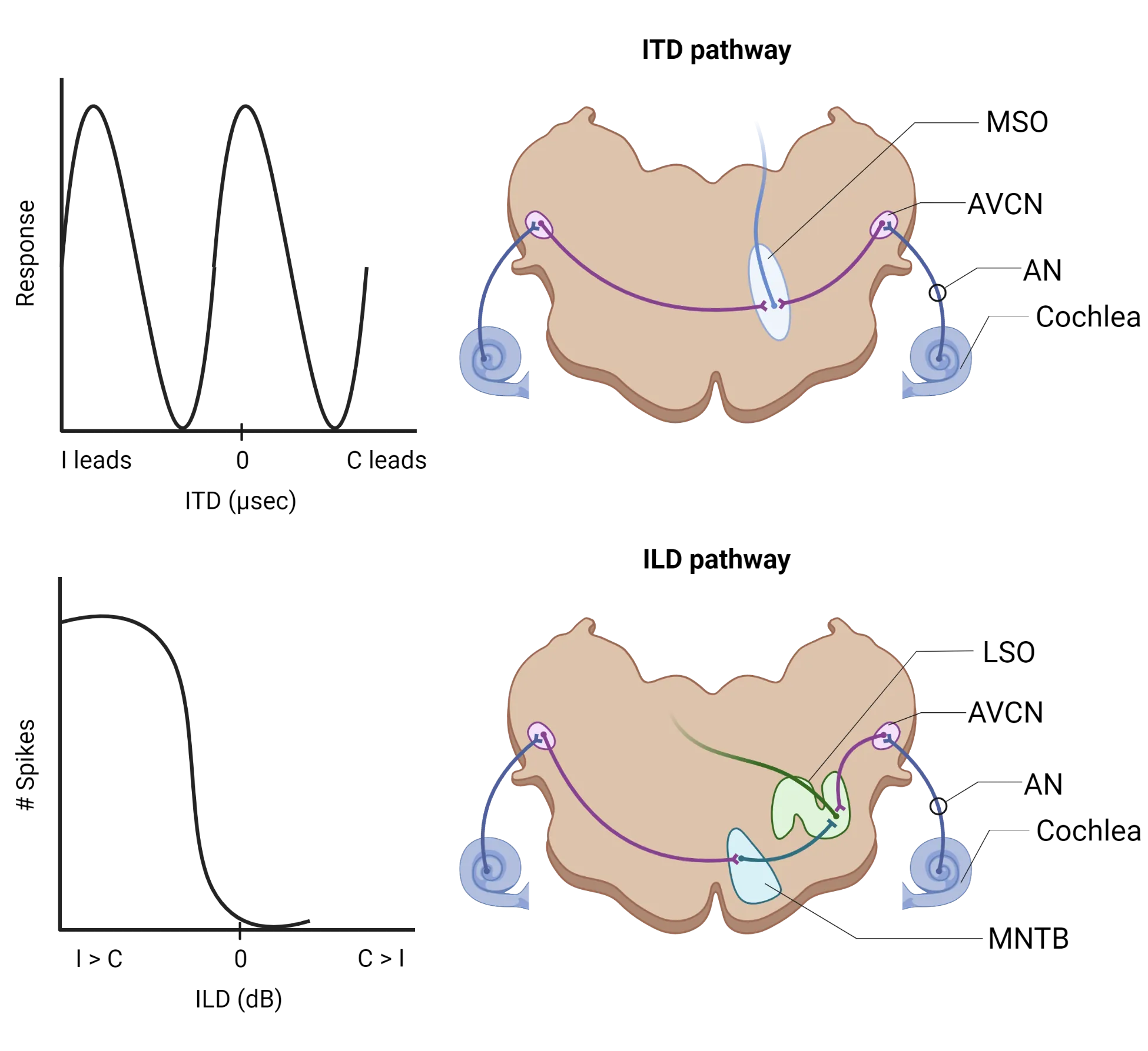 Top: Left: Line graph od Response v ITD in micro-seconds, showing an oscilating wave. Right: a diagram of a section of brainstem with pathways from the right and left cochlea to the AVCN, which then project to the MSO. Bottom: Left: Line graph od #spikes v ILD in decibels with I > c on the left, 0 i the middle and C>I on the right., showing curve that starts high then drops low at ~0 decibels. Right: a diagram of a section of brainstem with pathways from the right and left cochlea to the AVCN, which then project to the LSO. Left AVCN projections have a relay though MNTB before the LSO. 
