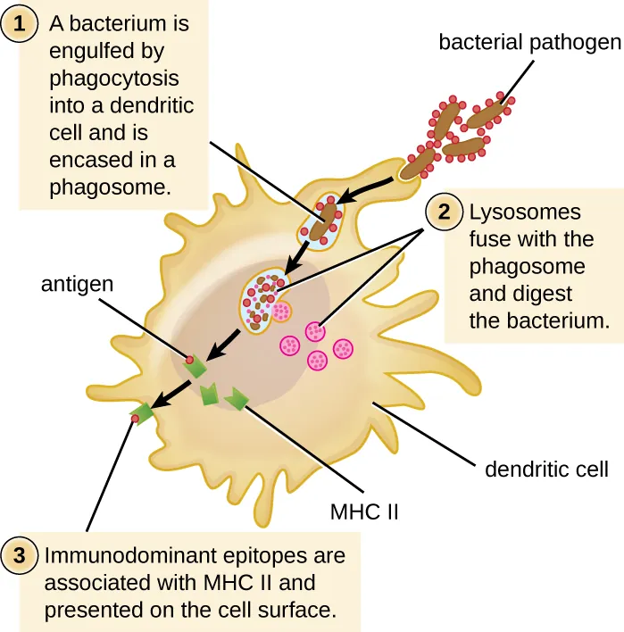 The process of phagocytosis. Description below.