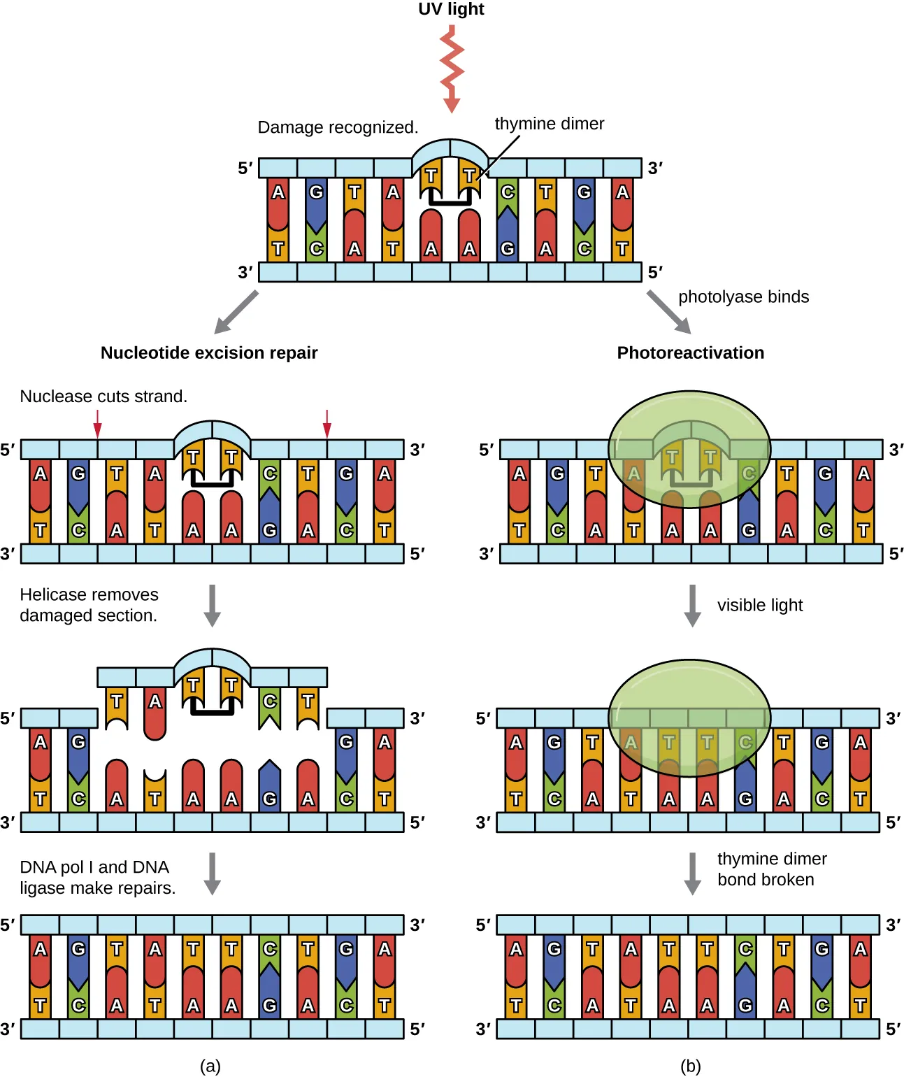 a) Diagram of nucleotide excision repair. Description below.