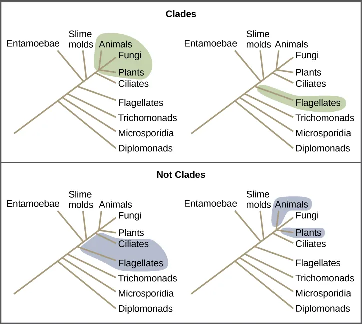 Illustrations show a phylogenetic tree that includes eukaryotic species. A central line represents the trunk of the tree. From this trunk, various groups branch. In order from the bottom, these are diplomonads, microsporidia, trichomonads, flagellates, entamoebae, slime molds, and ciliates. At the top of the tree, animals, fungi and plants all branch from the same point and are shaded to show that they belong in the same clade. Flagellates are on a branch by themselves, and they also form their own clade and are shaded to show this. In another image, Flagellates and ciliates are shaded to show that they branch from different points on the tree and are not considered clades. Likewise, a grouping of animals and plants but not fungi would not be considered a clade. A clade cannot exclude a branch originating at the same point as the others.