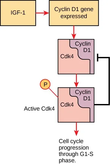 The image shows a flow chart starting with IGF-1, with an arrow pointing to a block containing Cyclin D1 gene expressed. An arrow from that block points to CyclinD1 with a block containing Cdk4 attached. An arrow goes from Cyclin D1 to Active Cdk4. From Cdk4, an arrow points to the phrase Cell cycle progressions through G1 phase. A line with a flat end goes from the block containing Active Cdk4 to the block containing Cyclin D1.