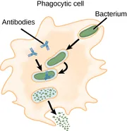 An irregularly-shaped phagocytic cell with many protrusions along its surface has a rod-shaped bacterium within an invagination at its upper right. An arrow points from this bacterium to a similar bacterium that is fully enclosed in membrane within the bacterium. Two 