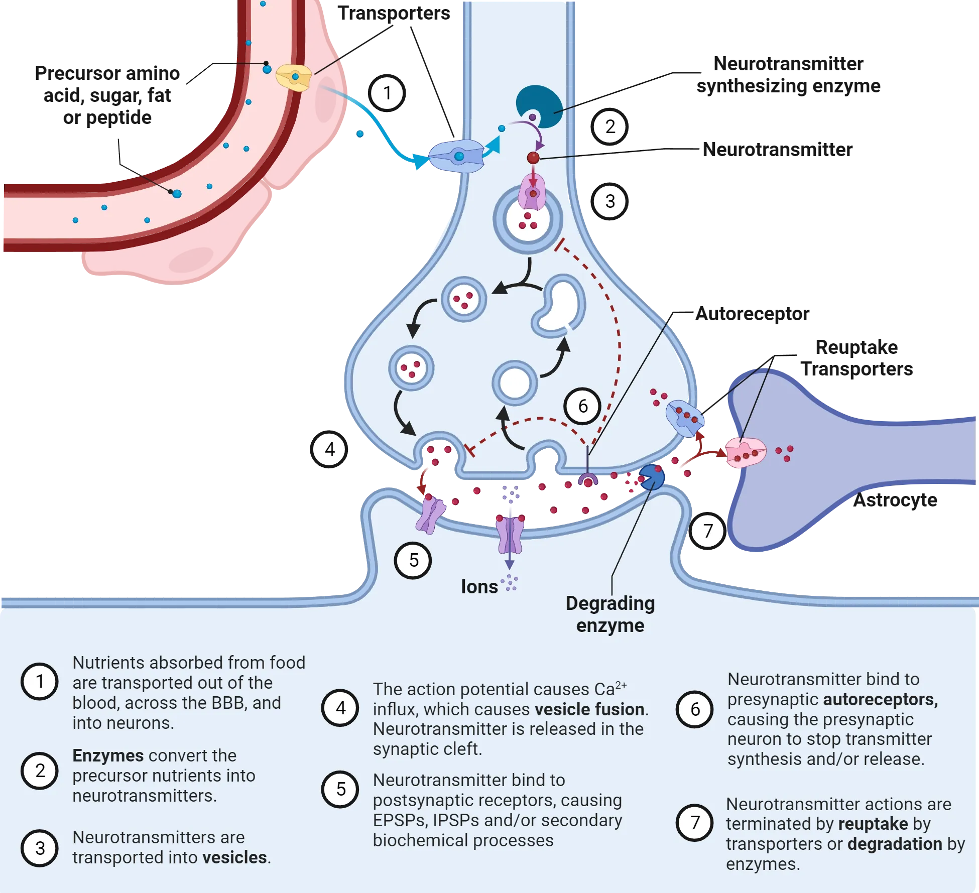 Diagram of a synapse showing neurotransmitter life cycle steps as described in main text. A blood vessel is also shown, as is an astrocyte process adjacent to the synaptic cleft.