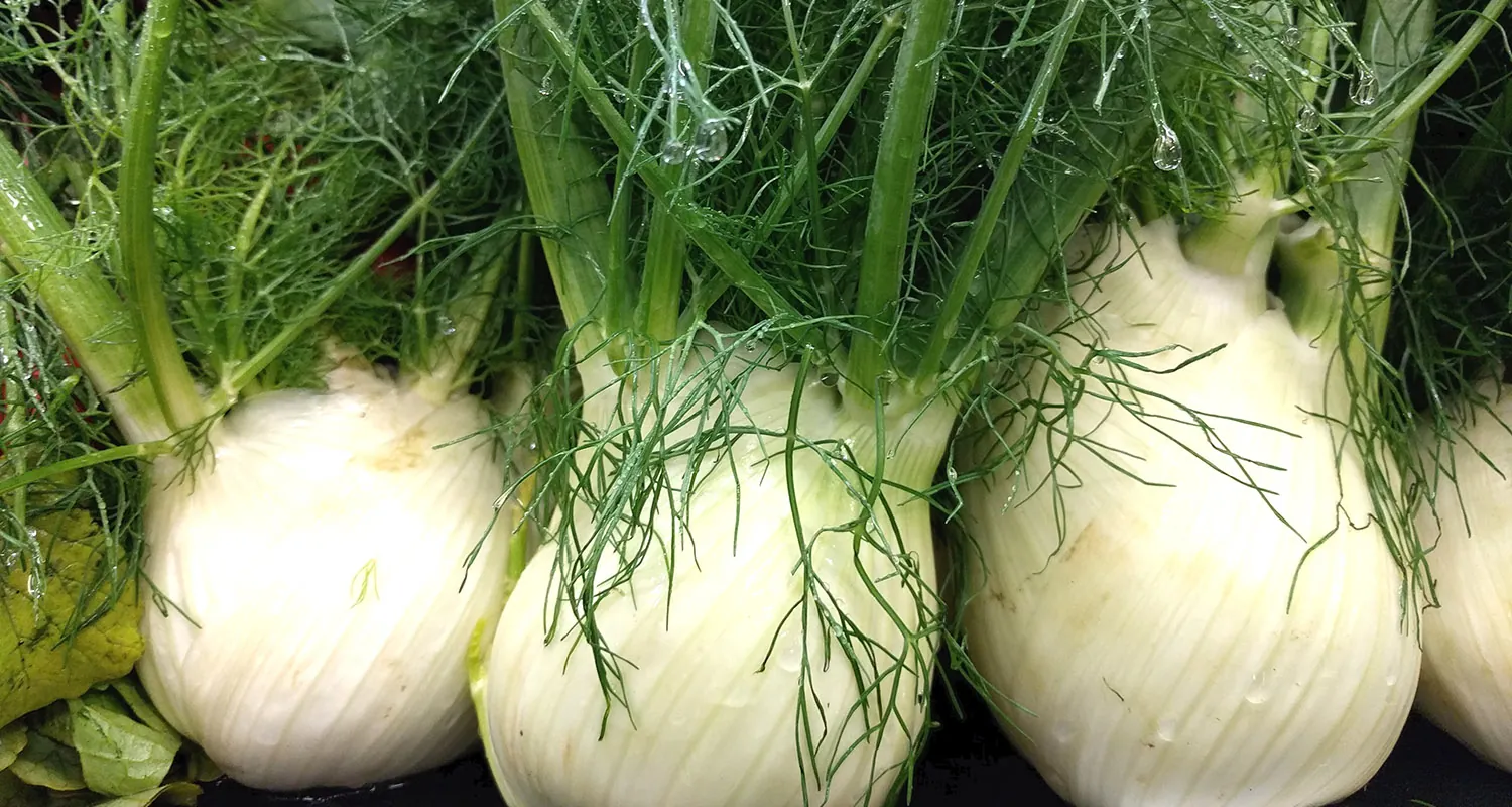 Bulbs of the fennel plant.