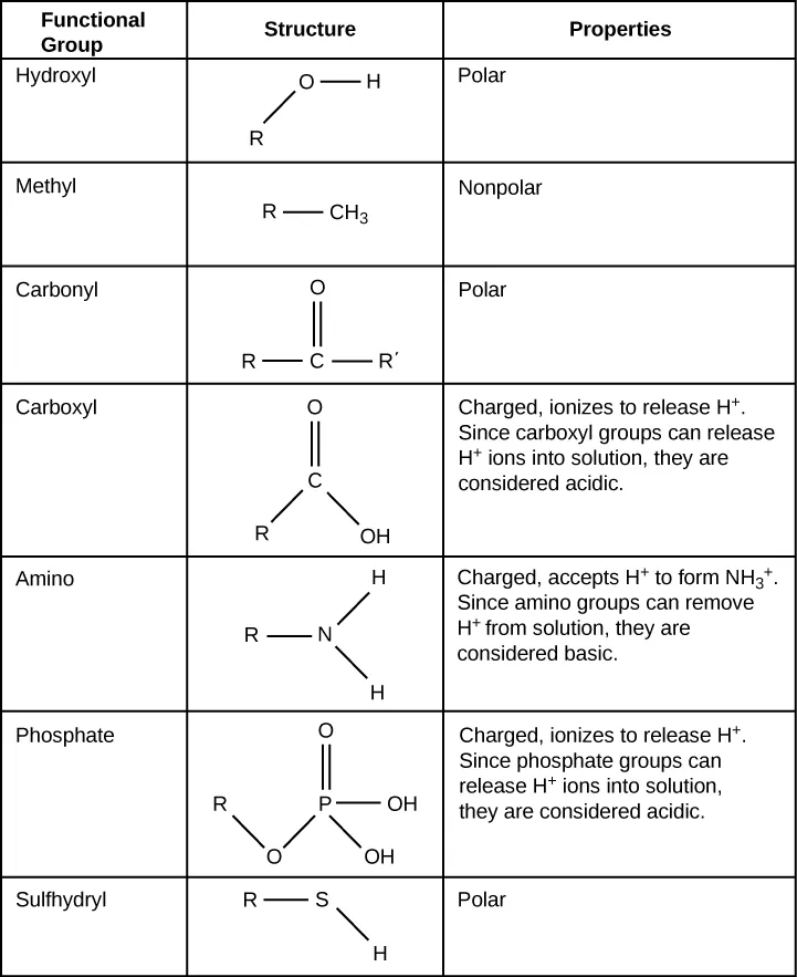 Table shows the structure and properties of different functional groups. Hydroxyl groups, which consist of upper case O upper case H attached to a carbon chain, are polar. Methyl groups, which consist of three hydrogens attached to a carbon chain, are nonpolar. Carbonyl groups, which consist of an oxygen double bonded to a carbon in the middle of a hydrocarbon chain, are polar. Carboxyl groups, which consist of a carbon with a double bonded oxygen and an upper O upper H group attached to a carbon chain, are able to ionize, releasing H positive ions into solution. Carboxyl groups are considered acidic. Amino groups, which consist of two hydrogens attached to a nitrogen, are able to accept H positive ions from solution, forming H subscript 3 baseline positive. Amino groups are considered basic. Phosphate groups consist of a phosphorous with one double bonded oxygen and two upper O upper H groups. Another oxygen forms a link from the phosphorous to a carbon chain. Both upper O upper H groups in phosphorous can lose an H positive ion, and phosphate groups are considered acidic. Sulfhydryl group has an upper-case S upper-case H group bonded to a carbon chain. The bond is polar due to the small difference in electronegativity of sulfur and hydrogen.