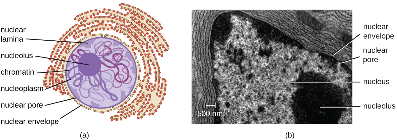 Nucleolus. Description below.