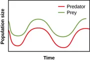 A graph plots time on the horizontal axis and population size on the vertical axis. Two curves are plotted on the graph, one representing predators and one representing prey. The curve for prey decreases from just above the midpoint of the vertical axis at the origin, then forms a broad curve slightly below before rising again, falling again, and rising again to end at a similar height on the right end of the horizontal axis. The predator curve is similar but consistently lower. All data is approximate.