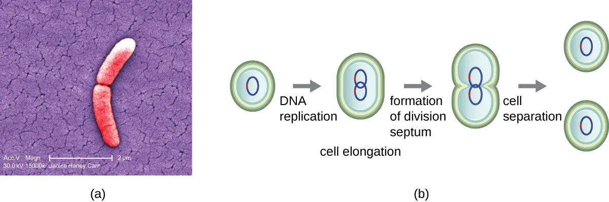 Binary fission. Description below.