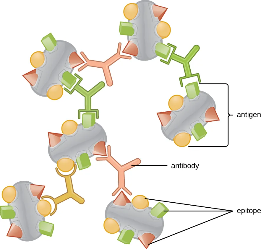 Typical protein antigen with multiple epitopes. Description below.