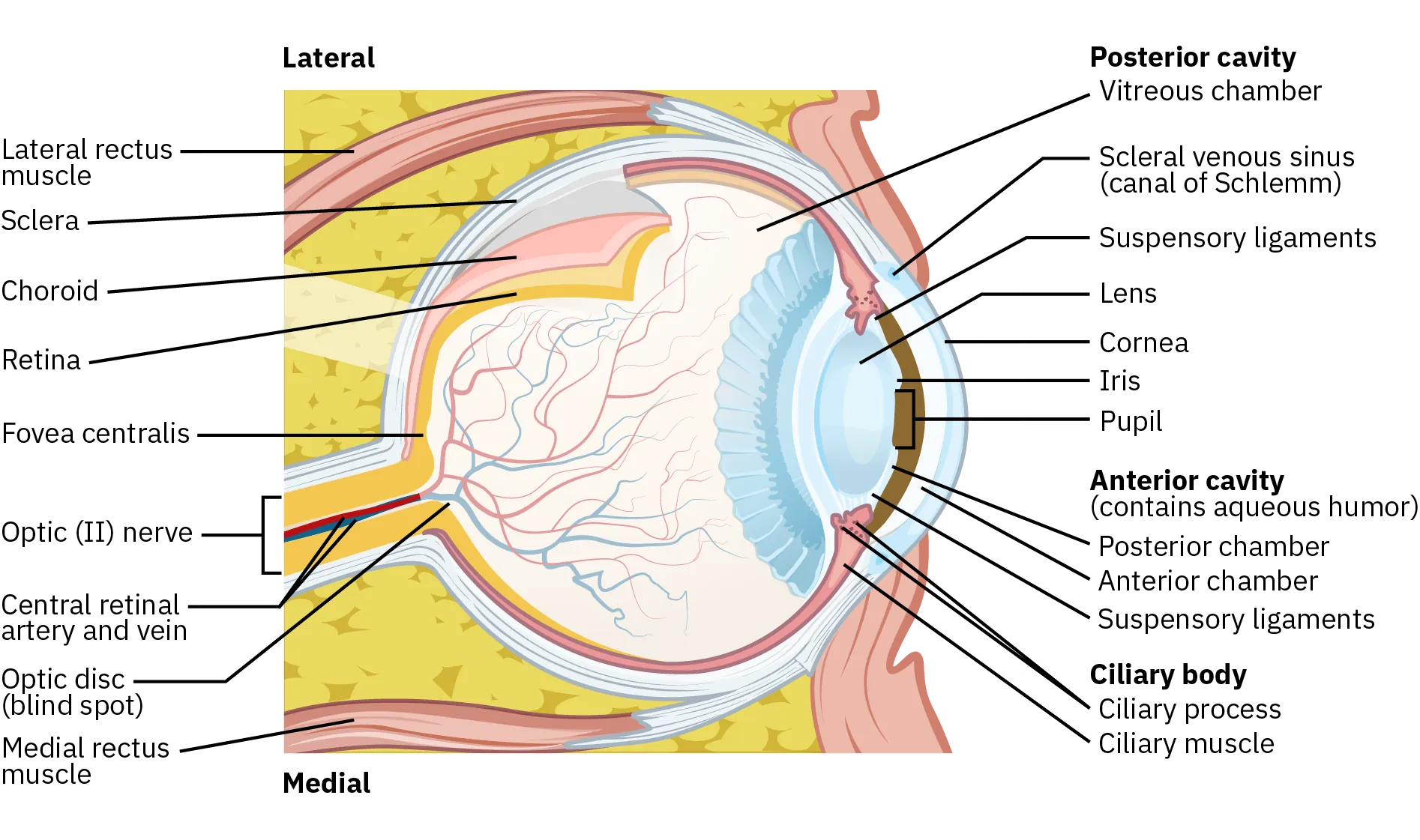 A diagram shows the internal ocular structures of the eye: the posterior cavity, anterior cavity, and ciliary body. It also shows the lateral and medial areas.
