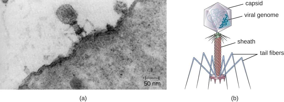 Viral structures. Description below.