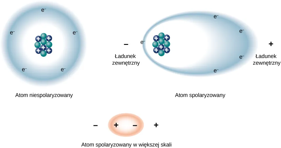 Na rysunku znajdują się trzy schematy atomu. Na pierwszym z nich widać atom niespolaryzowany, czyli jądro atomowe składające się z neutronów i dodatnio naładowanych protonów otoczone okrągłą chmurą równomiernie rozłożonych elektronów. Drugi schemat przedstawia ten sam atom w zewnętrznym polu elektrycznym. Atom staje się wtedy spolaryzowany. Po stronie ujemnego ładunku zewnętrznego znajduje się jądro atomowe, natomiast otaczająca je chmura elektronów jest rozciągnięta w taki sposób, że większość elektronów znajduje się po stronie dodatniego ładunku zewnętrznego. Trzeci schemat przedstawia spolaryzowany atom w zewnętrznym polu elektrycznym z mniejszą ilością szczegółów. Atom przedstawiony jest jako chmura z ładunkiem dodatnim po jednej stronie (od strony ujemnego ładunku zewnętrznego), a ładunkiem ujemnym po drugiej stronie (od strony dodatniego ładunku zewnętrznego).