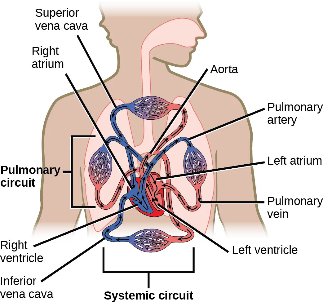 Illustration shows blood circulation through the mammalian systemic and pulmonary circuits. Blood enters the left atrium, the upper left chamber of the heart, through veins of the systemic circuit. The major vein that feeds the heart from the upper body is the superior vena cava, and the major vein that feeds the heart from the lower body is the inferior vena cava. From the left atrium blood travels down to the left ventricle, then up to the pulmonary artery. From the pulmonary artery blood enters capillaries of the lung. Blood is then collected by the pulmonary vein, and re-enters the heart through the upper left chamber of the heart, the left atrium. Blood travels down to the left ventricle, then re-enters the systemic circuit through the aorta, which exits through the top of the heart. Blood enters tissues of the body through capillaries of the systemic circuit.