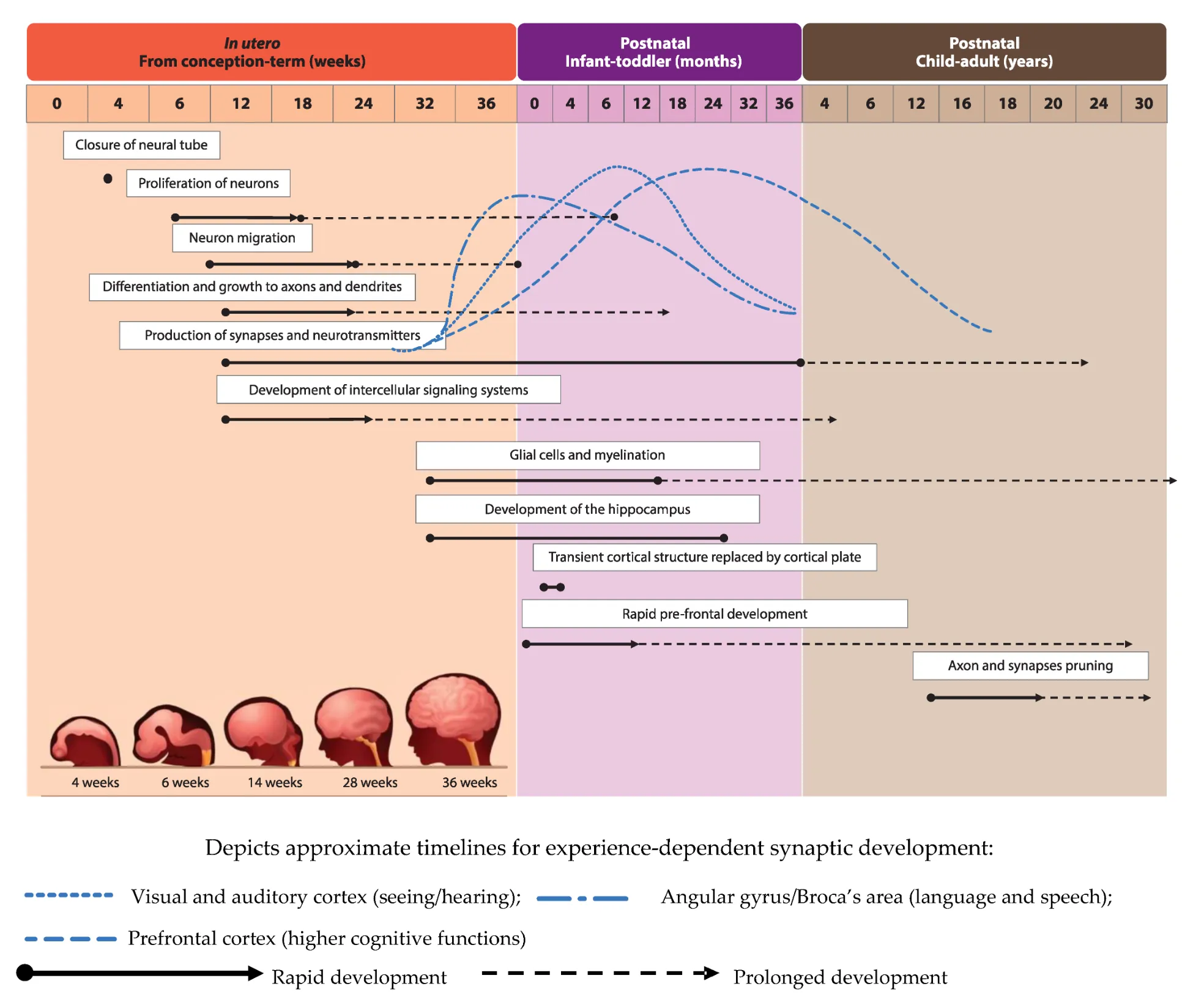 A chart showing timelines of major neurodevelopmental steps. Most relevant details are where major steps fall in phases of in utero, postnatal infant toddler, postnatal child-adult. In utero: closure of neural tube, proliferation of neurons, neuron migration, differentiation and growth to axons and dendrites, production of synapses and neurotransmitters, development of intercellular signaling systems. Both in utero and postnatal infant-toddler: glial cells and myelination, development of the hippocampus. Postnatal infant-toddler: transient cortical structure replaced by cortical plate, rapid pre-frontal development.Postnatal child-adult: axon and synapses pruning. 