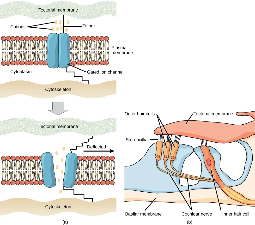 Illustration A shows a closed gated ion channel embedded in the plasma membrane. A hair-like tether connects the channel to the extracellular matrix outside the cell, and another tether connects the channel to the inner cytoskeleton. When the extracellular matrix is deflected, the tether tugs on the gated ion channel, pulling it open. Ions may now enter or exit the cell. Illustration B shows stereocilia, hair-like projections on outer hair cells that are attached to the tectorial membrane of the inner ear. The outer hair cells are connected to the cochlear nerve.
