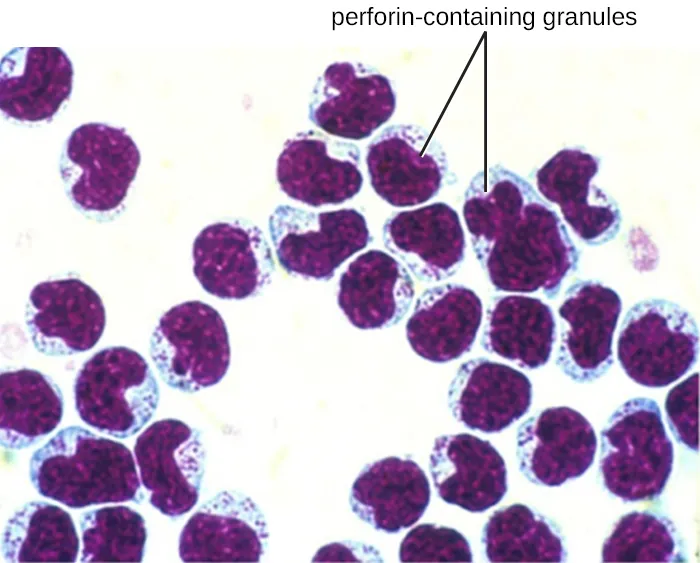 Red blood cells. Description below.