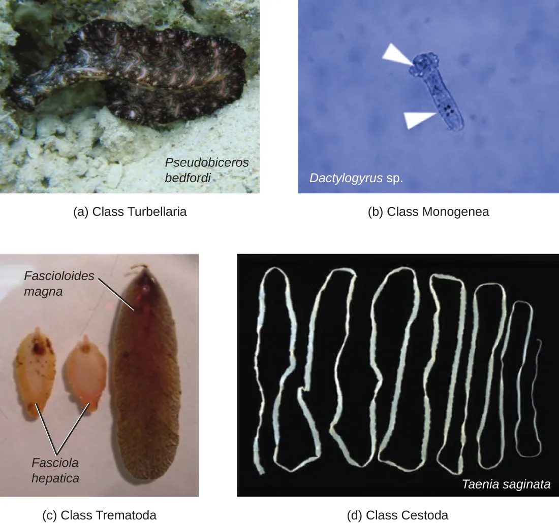 Phylum Platyhelminthes classes. Description below.