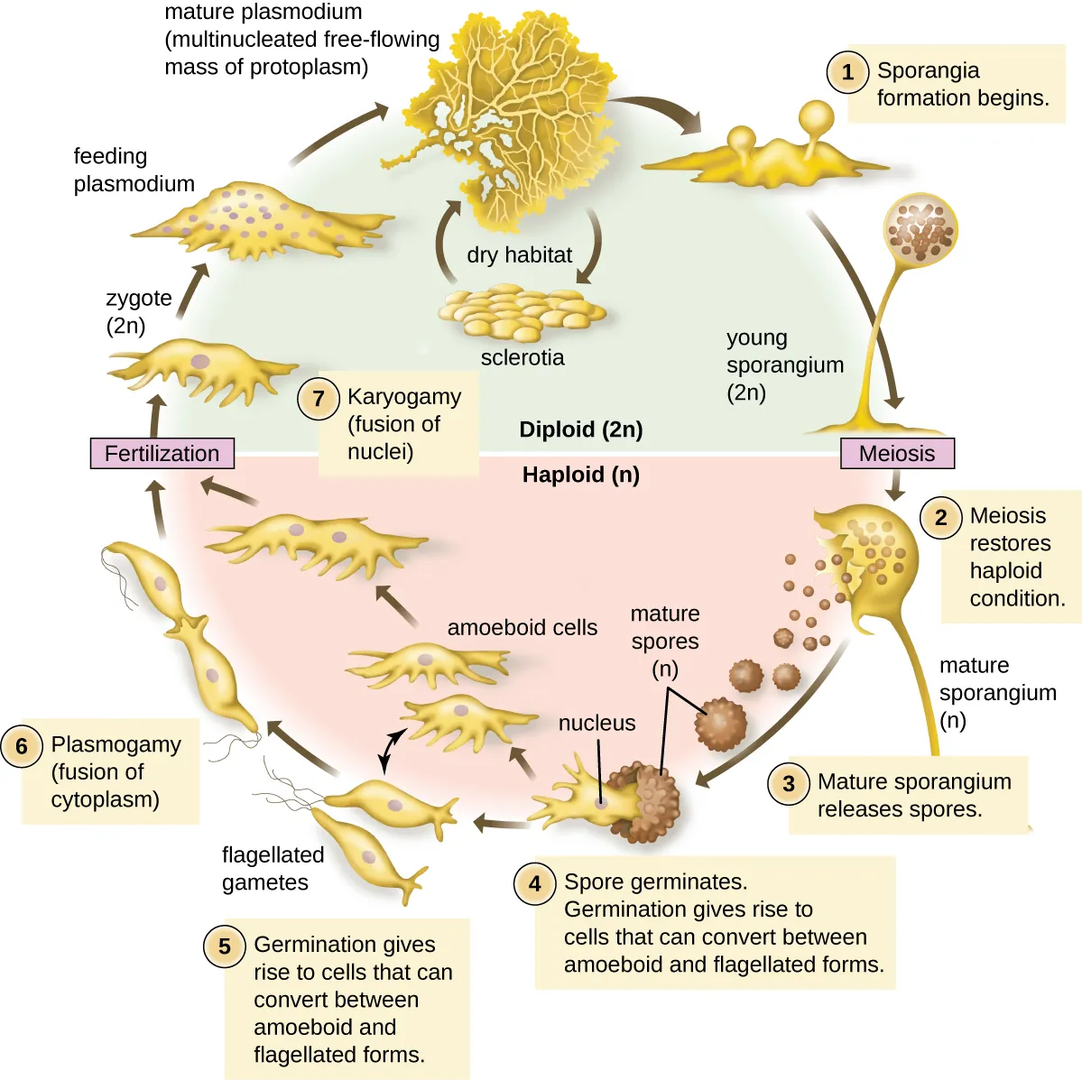 Plasmodial slime molds. Description below.