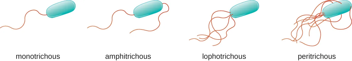 Flagellated bacteria. Description below.