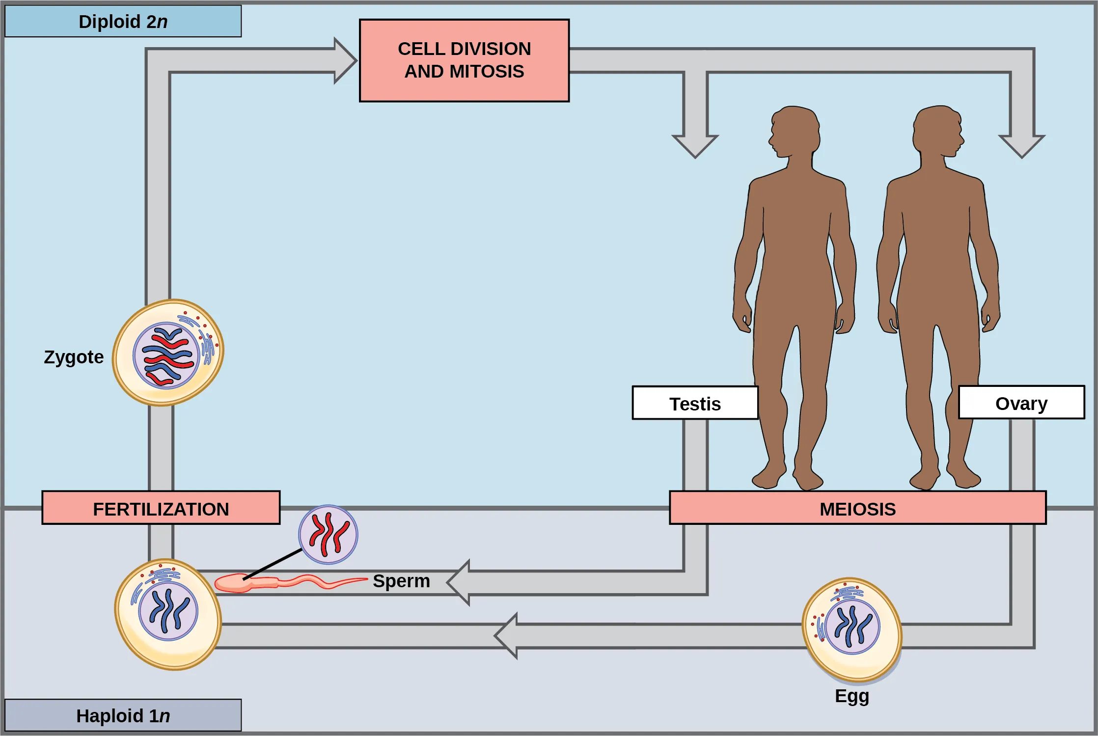 This illustration shows the life cycle of animals. Through meiosis, adult males produce haploid (1n) sperm, and adult females produce haploid eggs. Upon fertilization, a diploid (2n) zygote forms, which, through mitosis and cell division, grows into an adult.