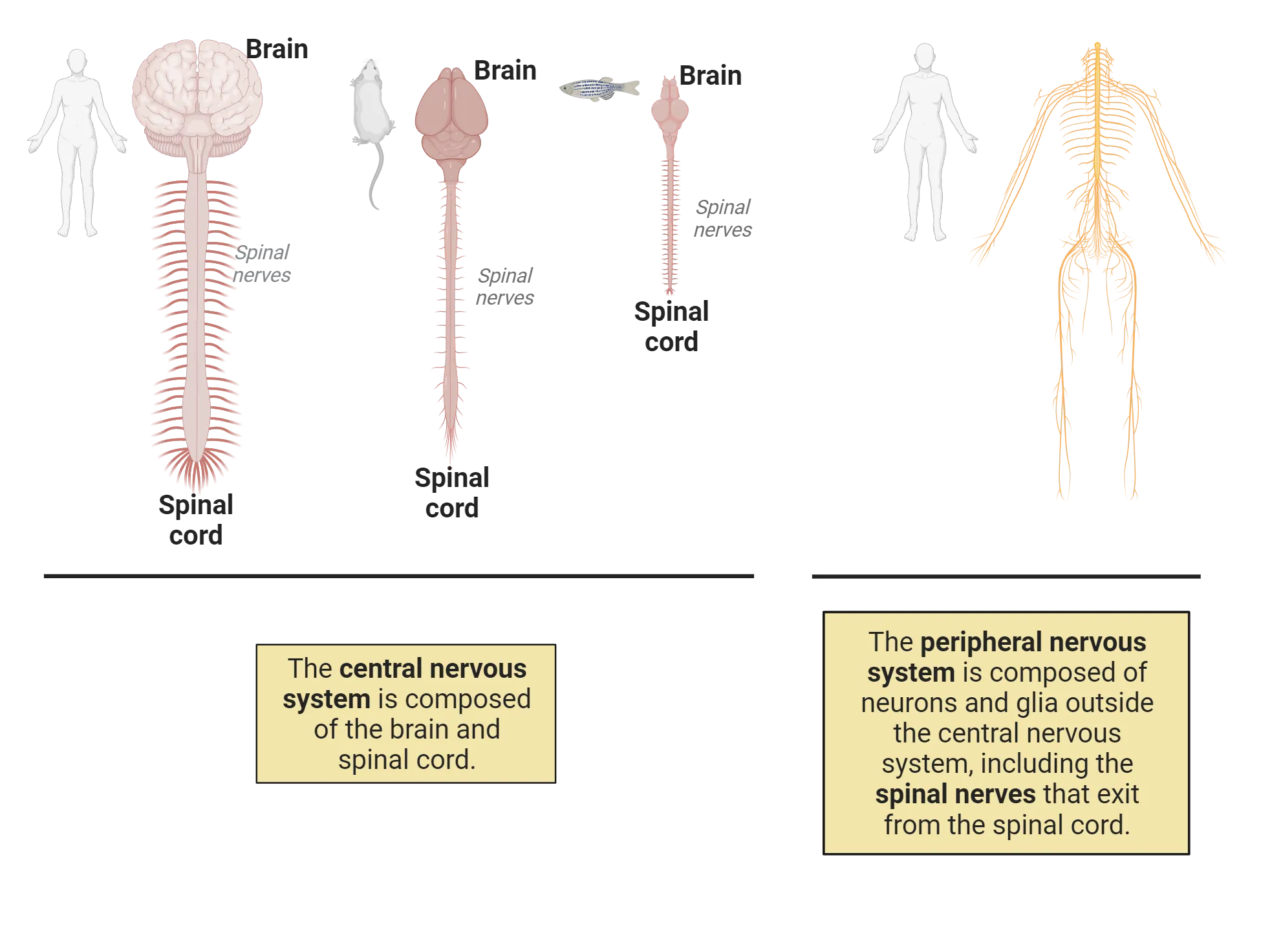 Diagrams of the central nervous system of a human, rodent and fish, all of which show a brain with spinal cord descending from the back of the brain. A diagram of the peripheral spinal nerves of a human is also shown to represent the peripheral nervous system which is composed of the neurons and glia outside the central nervous system.