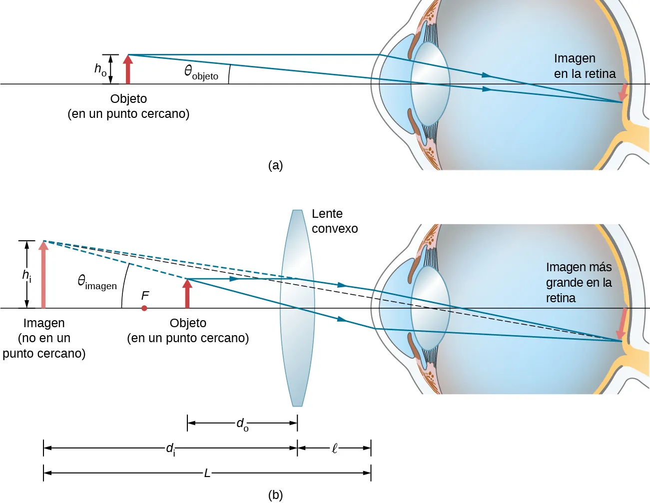 La figura a muestra un objeto con altura h 0 delante de un ojo, en el punto cercano. En la retina se forma una imagen más pequeña que el objeto. La figura b muestra una lente biconvexa entre el ojo y el objeto. Los rayos del objeto lo atraviesan y entran en el ojo para formar una imagen mayor en la retina. Las prolongaciones posteriores de los rayos desviados por la lente convergen detrás del objeto para formar una imagen más grande que el objeto. La distancia de esta imagen a la lente es d subíndice i y la del objeto a la lente es d subíndice o. La distancia de la lente al ojo es l. La distancia de la imagen al ojo es L. La altura de la imagen es h subíndice i.