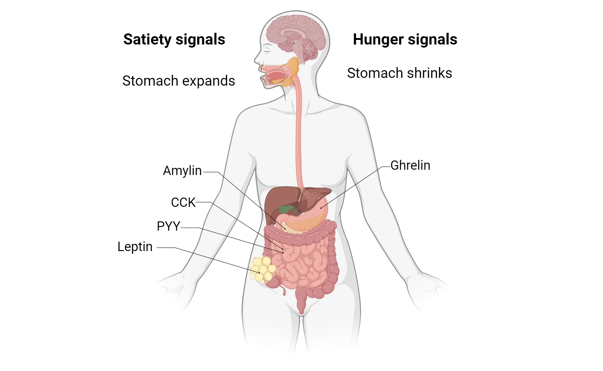 Diagram of human torso with brain and gastrointestinal tract shown. Satiety signals listed: stomach expands, amylin (pancreas), CCK and PYY (small intestines, leptin (fat). Hunger signals listed: stomach shrinks, ghrelin (stomach).
