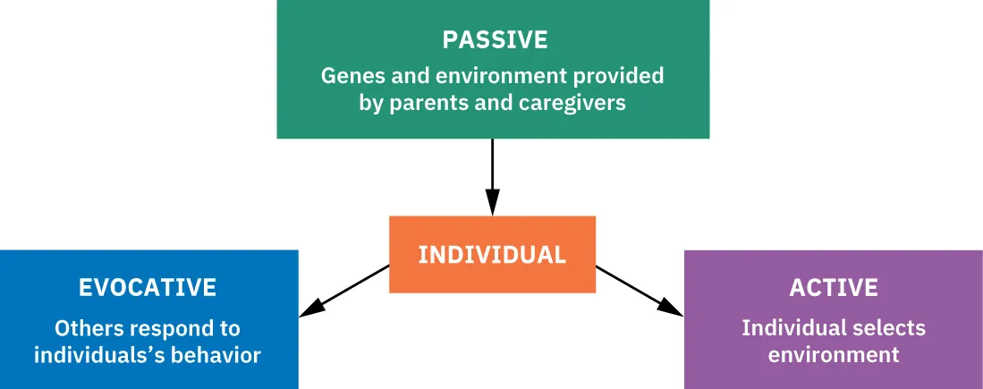 Diagram with “Individual” in the middle and connected to three parts: 1. Passive: genes and environment provided by parents and caregivers; 2. Evocative: Others respond to individual's behavior; 3. Active: individual selects environment